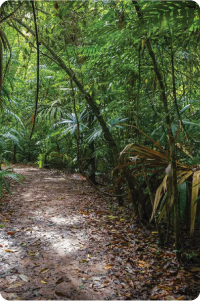 jungle